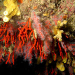 corail rouge de Méditerranée