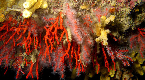 corail rouge de Méditerranée