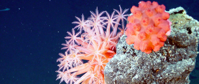 récif de coraux